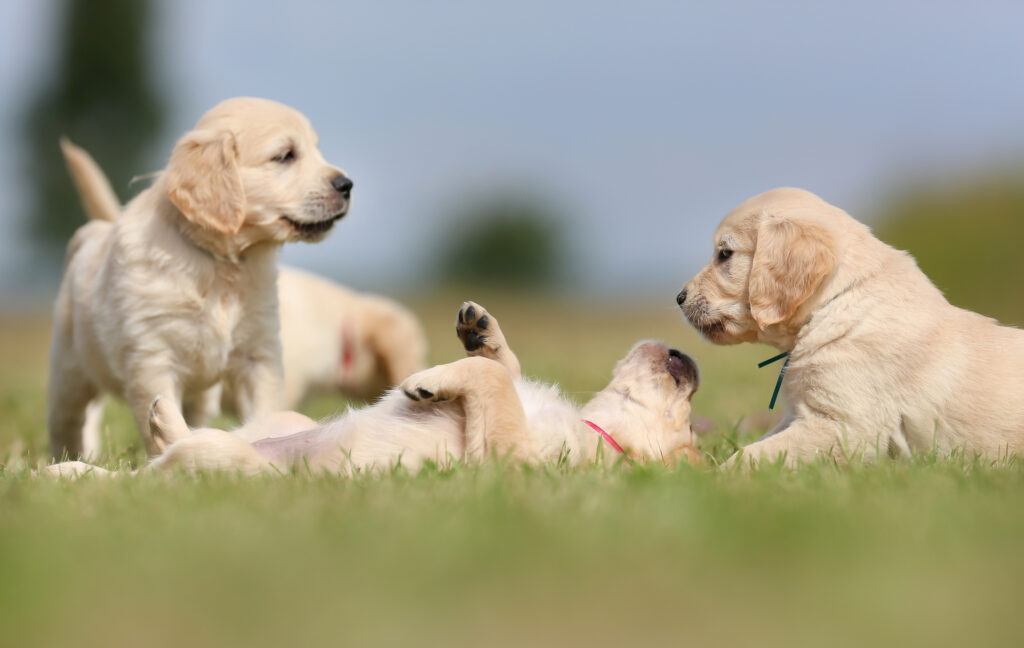 cute puppies