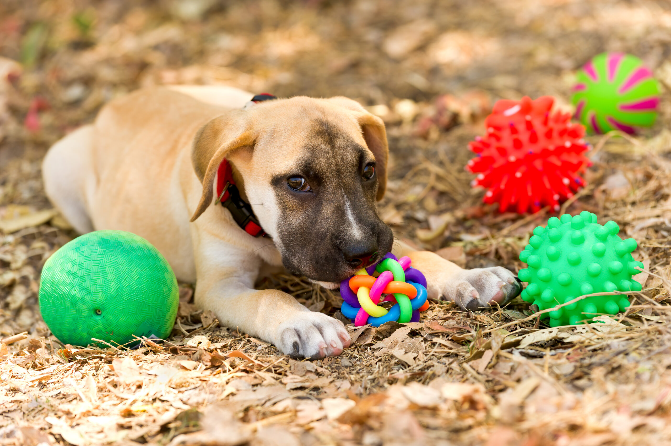 Pacify your pooch