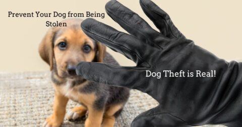 Prevent Your Dog from Being Stolen