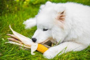 pup eating corn kernels