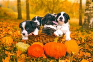 Thanksgiving foods dogs should not have