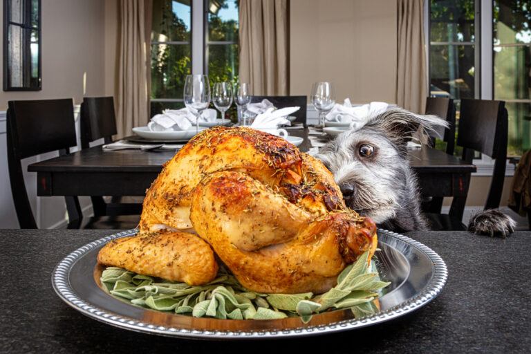 Thanksgiving Foods Dogs Should Not Have