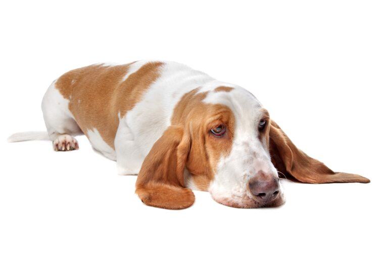 Basset Hounds Good Family Dogs For Pets