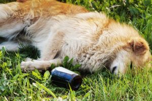 four-legged pal with bottle of alcohol