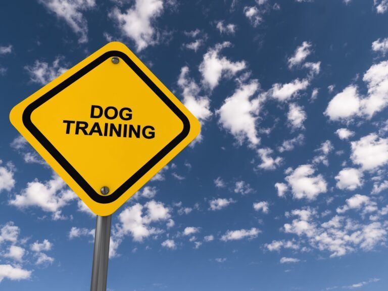 Basic Training For Dogs Matter