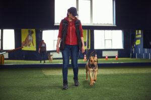 basic training for dogs