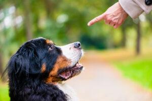 basic training for dogs