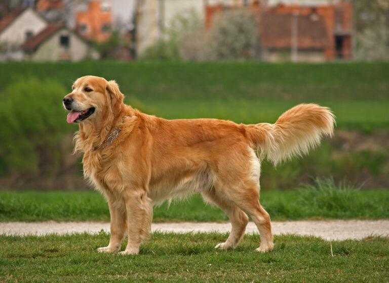 Are Golden Retrievers Good With Kids?