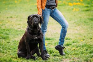 sitting pooch