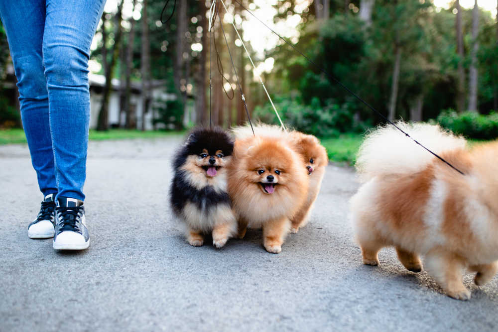 walking pomeranians