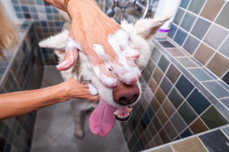 Bathe Your Dog The Right Way