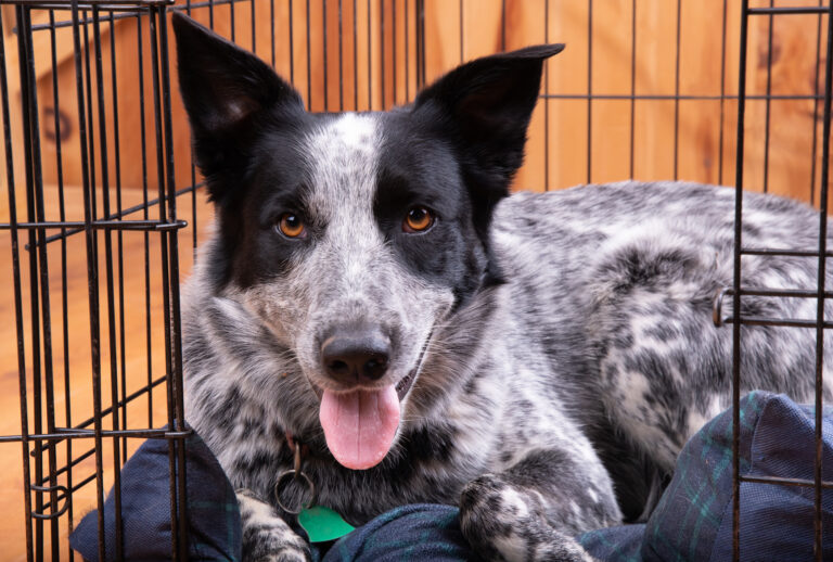 Crate Train A Dog, Top Tips