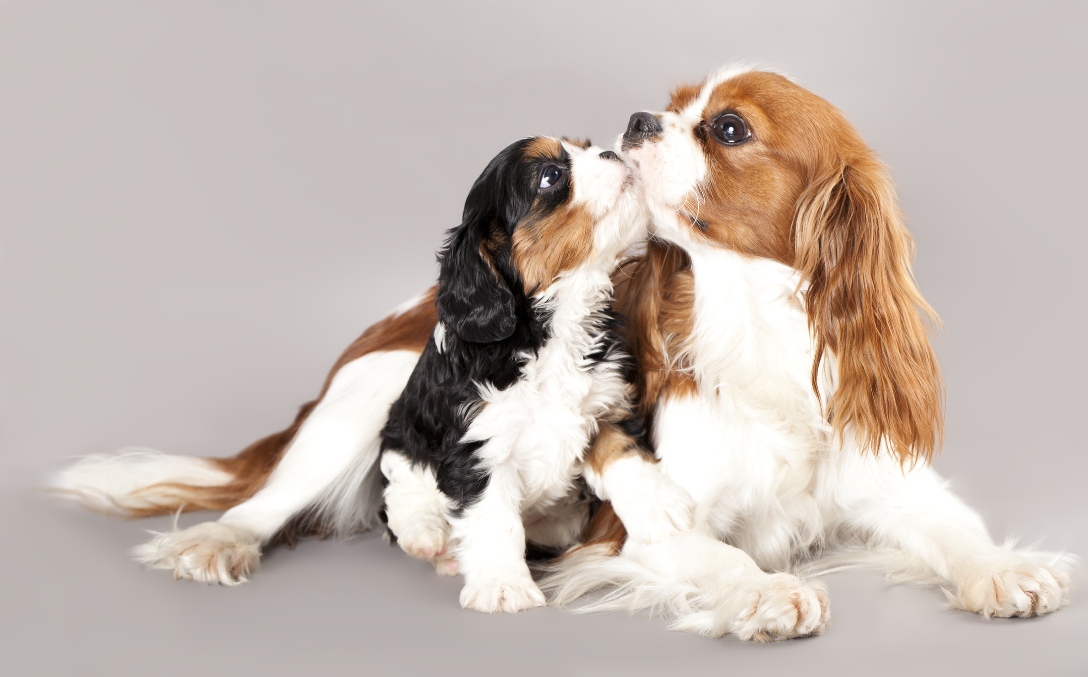 Cavalier dogs as pets
