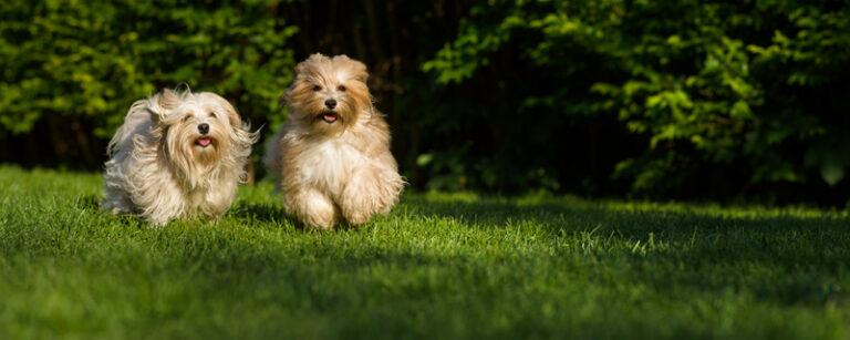 Train Your Puppy At Home