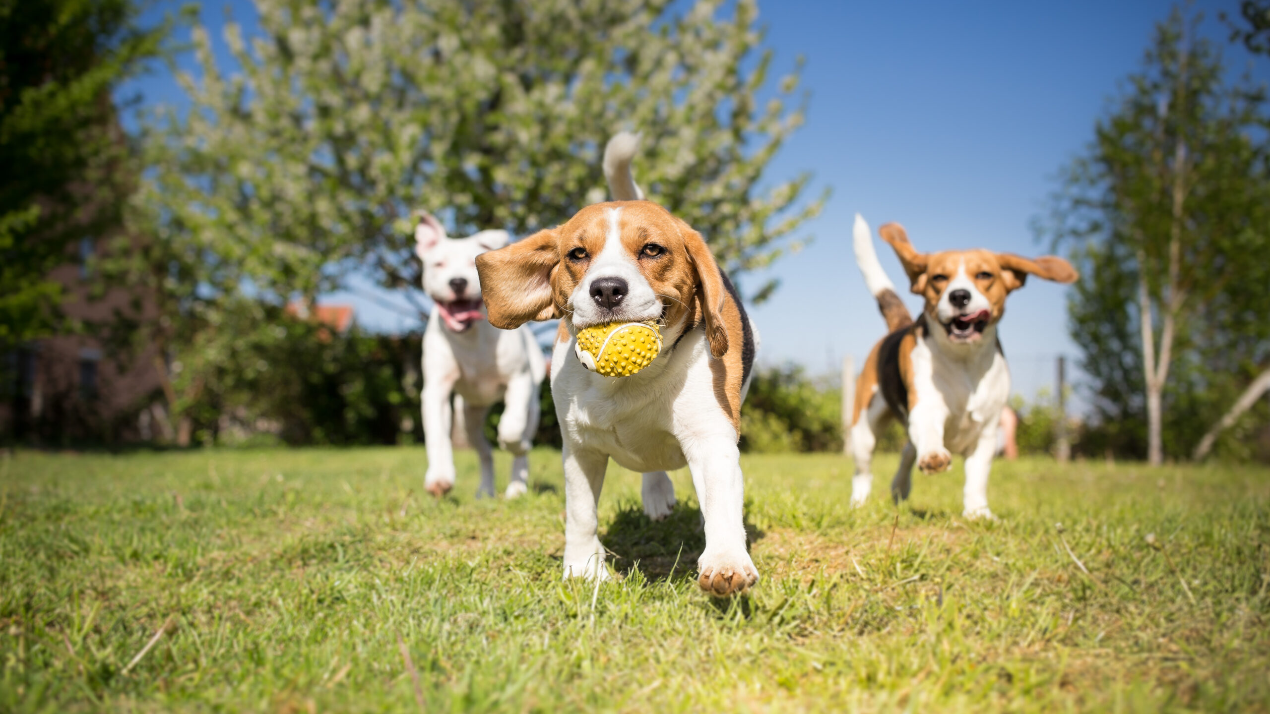 are beagles good family pets