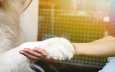 emotional support dogs