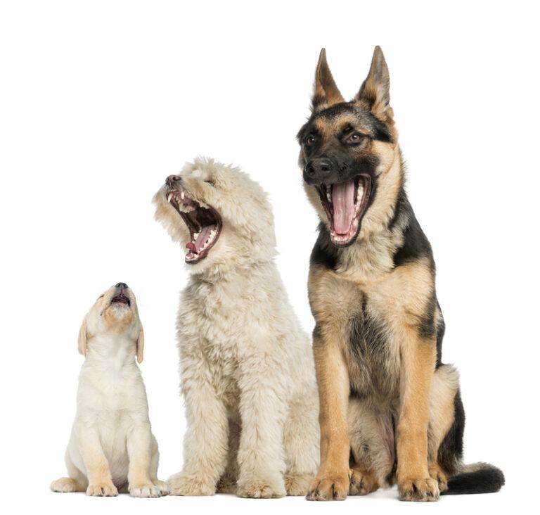 Dog Barking? Find Out Why!