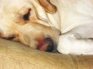 how to wash a dog bed