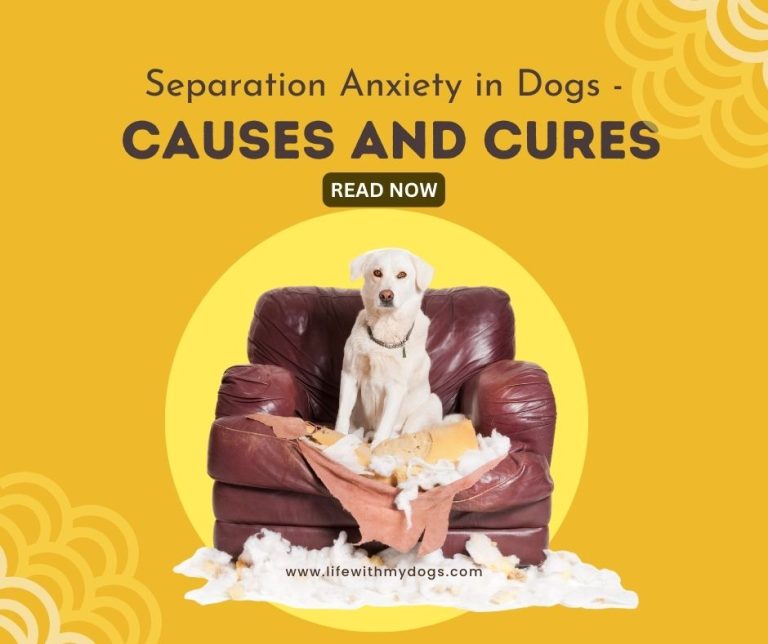 Separation Anxiety in Dogs – Causes and Cures