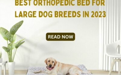 Title-Best Orthopedic Bed for Large Dog Breeds in 2023