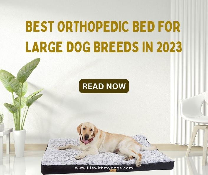 Title-Best Orthopedic Bed for Large Dog Breeds in 2023