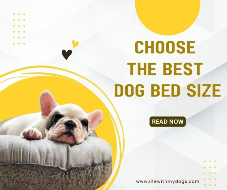 Choose the Best Dog Bed Size