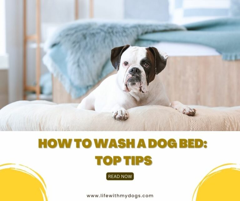 How to Wash a Dog Bed: Top Tips