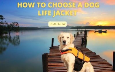 The Ultimate Guide How to Choose a Dog Life Jacket