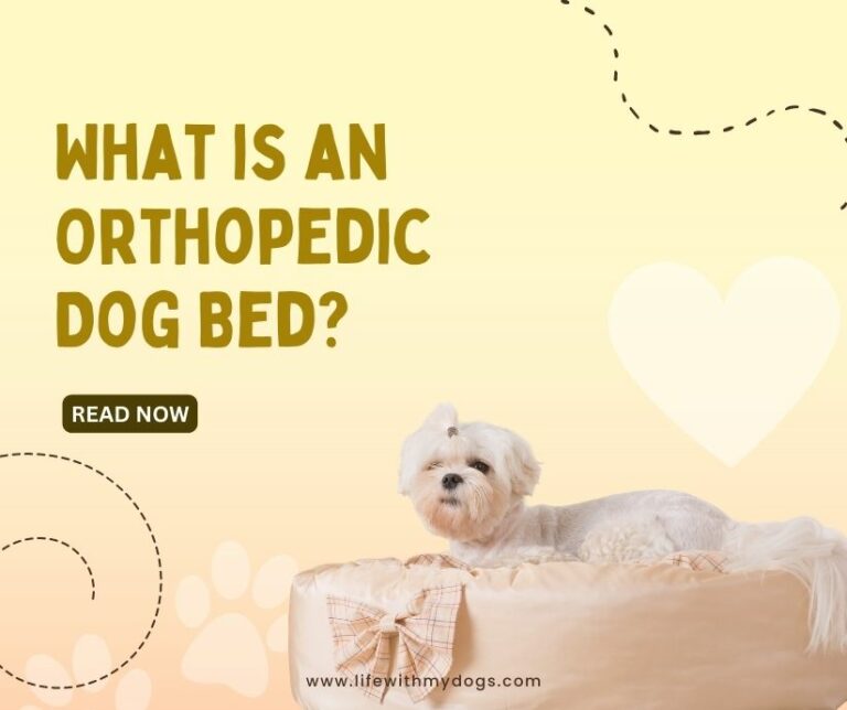 What is an Orthopedic Dog Bed?