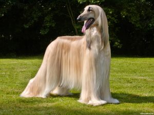 Afghan Hound