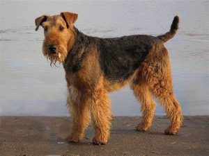 Airedale Terrier