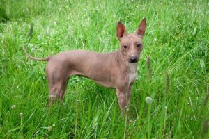 American Hairless Terrier