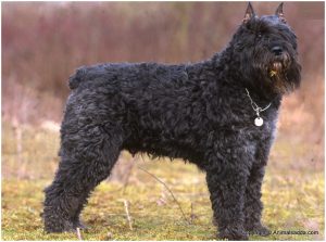 Bouvier des Flandres