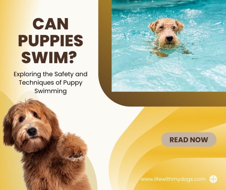 Can Puppies Swim? Exploring the Safety and Techniques of Puppy Swimming