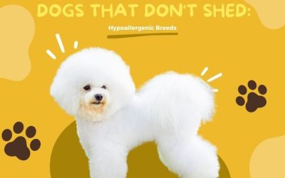 Dogs That Don't Shed Hypoallergenic Breeds