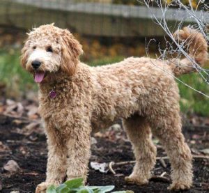 Goldendoodle