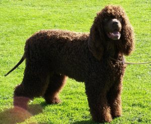 Irish Water Spaniel