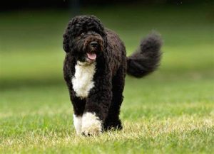 Portuguese Water Dog