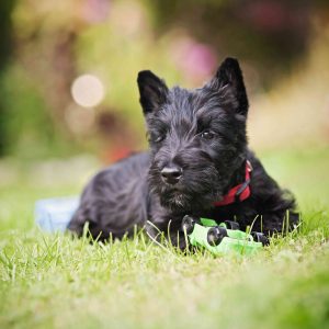 Scottish Terrier