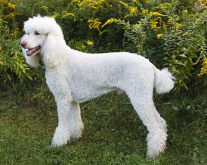 Standard Poodle