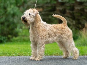 Wheaten Terrier