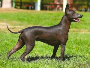 Xoloitzcuintli