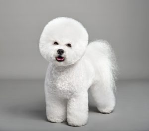 Bichon Frise dogs that don't shed