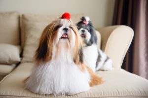 Shih Tzu 