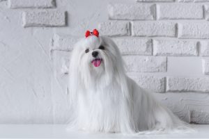 Maltese dogs that don't shed