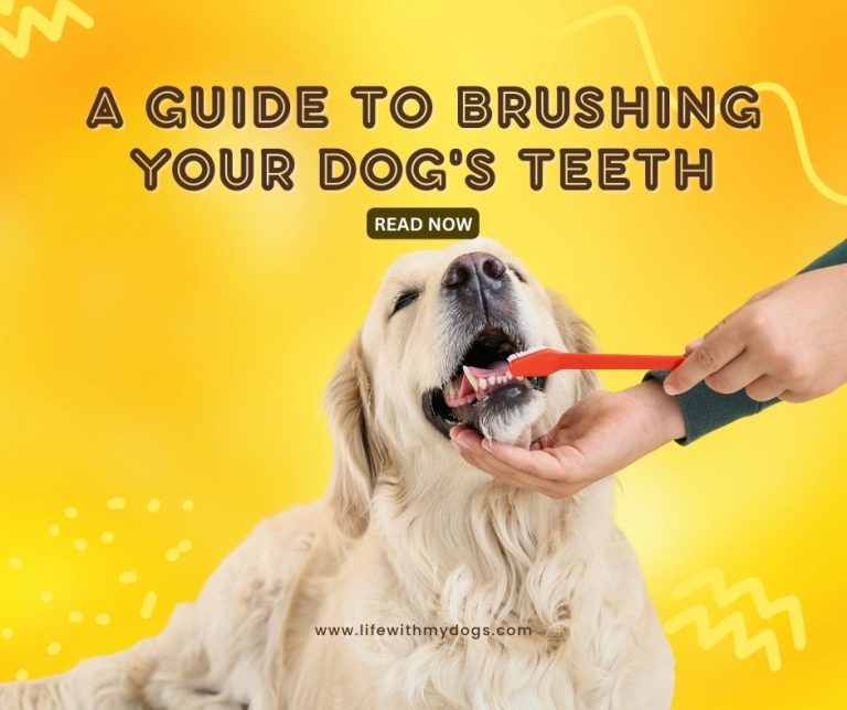 A Guide to Brushing Your Dog’s Teeth