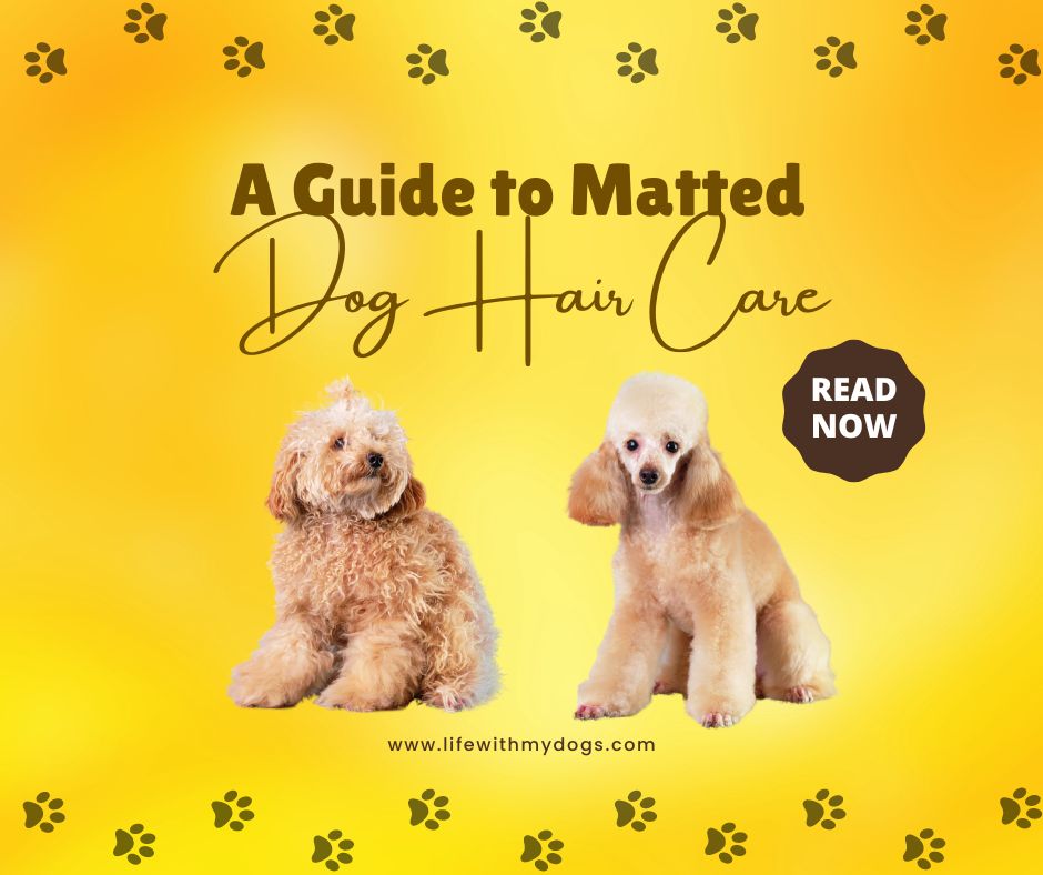 A Guide to Matted Dog Hair Care