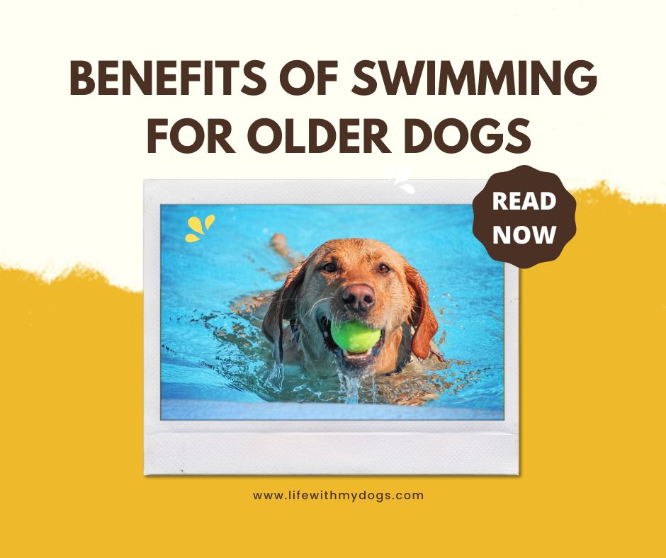 Benefits of Swimming for Older Dogs