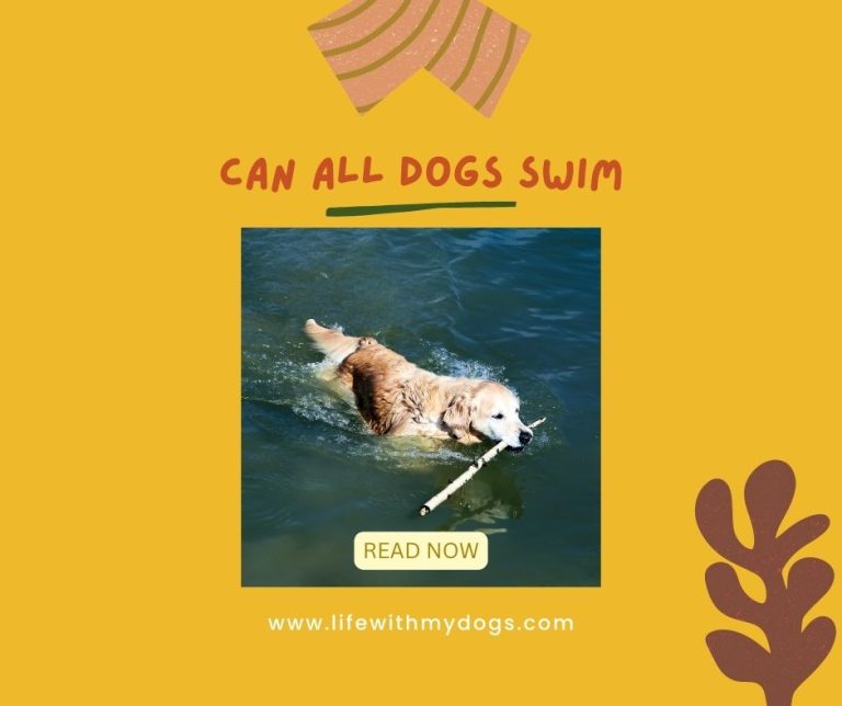 Can All Dogs Swim