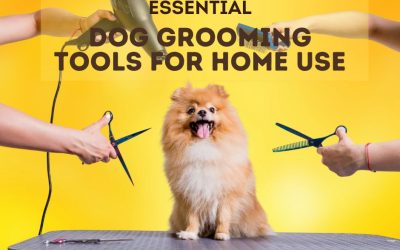 Essential Dog Grooming Tools for Home Use